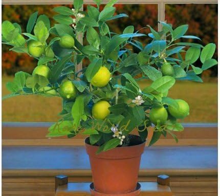 Organic Lime Seeds, 80 Pcs, Citrus aurantifolia, for Bonsai Fruit Lemon Tree, Home Garden