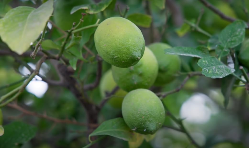 Organic Lime Seeds, 80 Pcs, Citrus aurantifolia, for Bonsai Fruit Lemon Tree, Home Garden