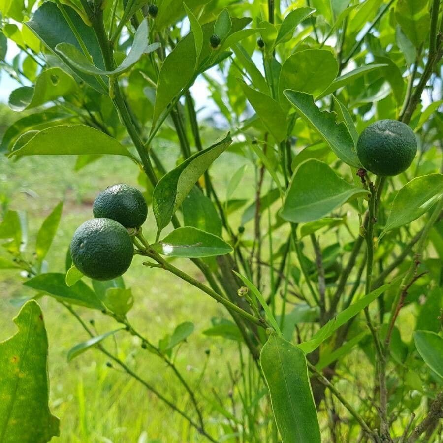 Organic Lime Seeds, 80 Pcs, Citrus aurantifolia, for Bonsai Fruit Lemon Tree, Home Garden