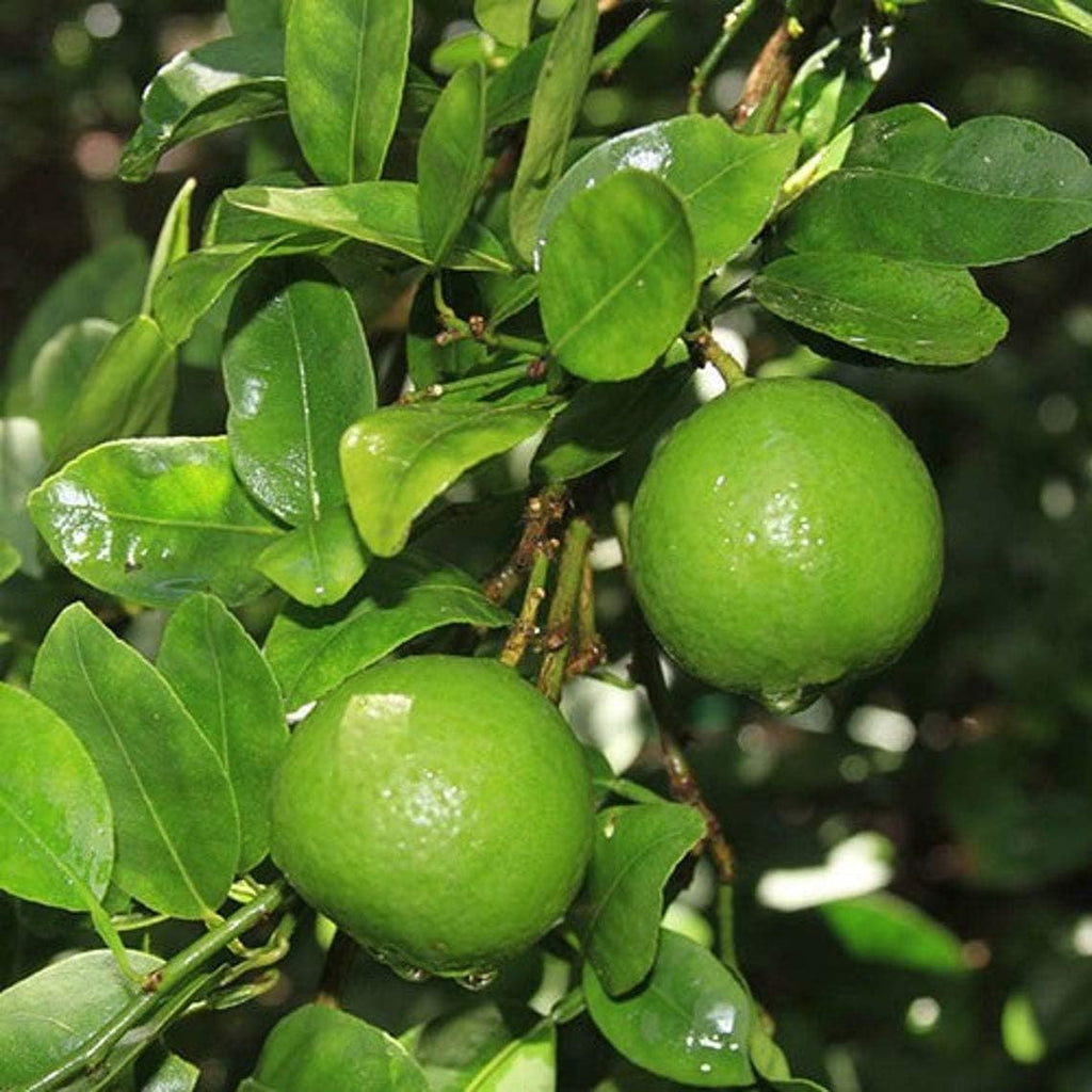Organic Lime Seeds, 80 Pcs, Citrus aurantifolia, for Bonsai Fruit Lemon Tree, Home Garden